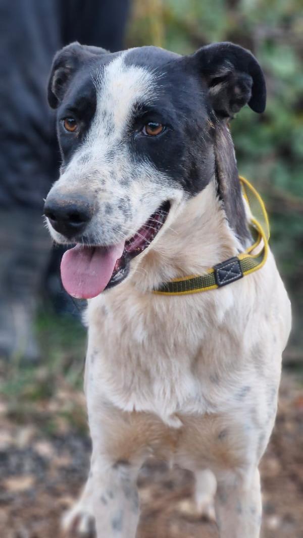 Daisy, Una Splendida Meticcia